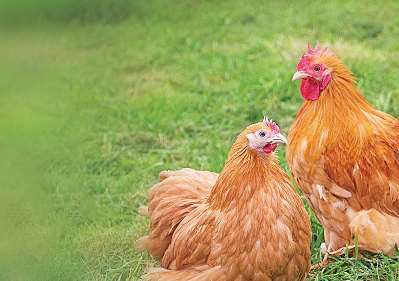 Lutter contre les vers intestinaux chez les poules