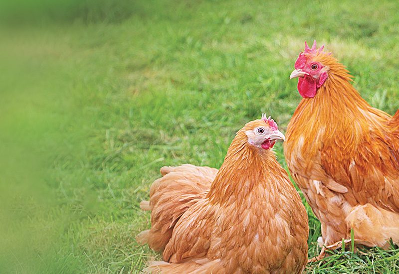 Lutter contre les vers intestinaux chez les poules